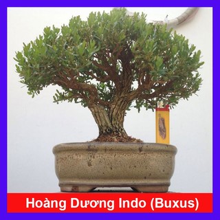 Chậu Cây Cảnh Hoàng Dương Indo  Buxus  - cây cảnh bonsai để bàn sang trọng nhà giàu thích trồng 