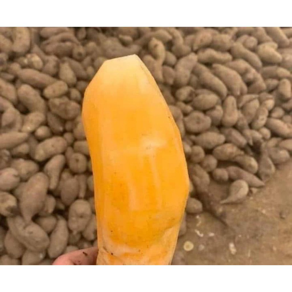 combo 5kg bi (tặng 1kg bi nhỏ )1kg từ 9-12củ .miễn ship