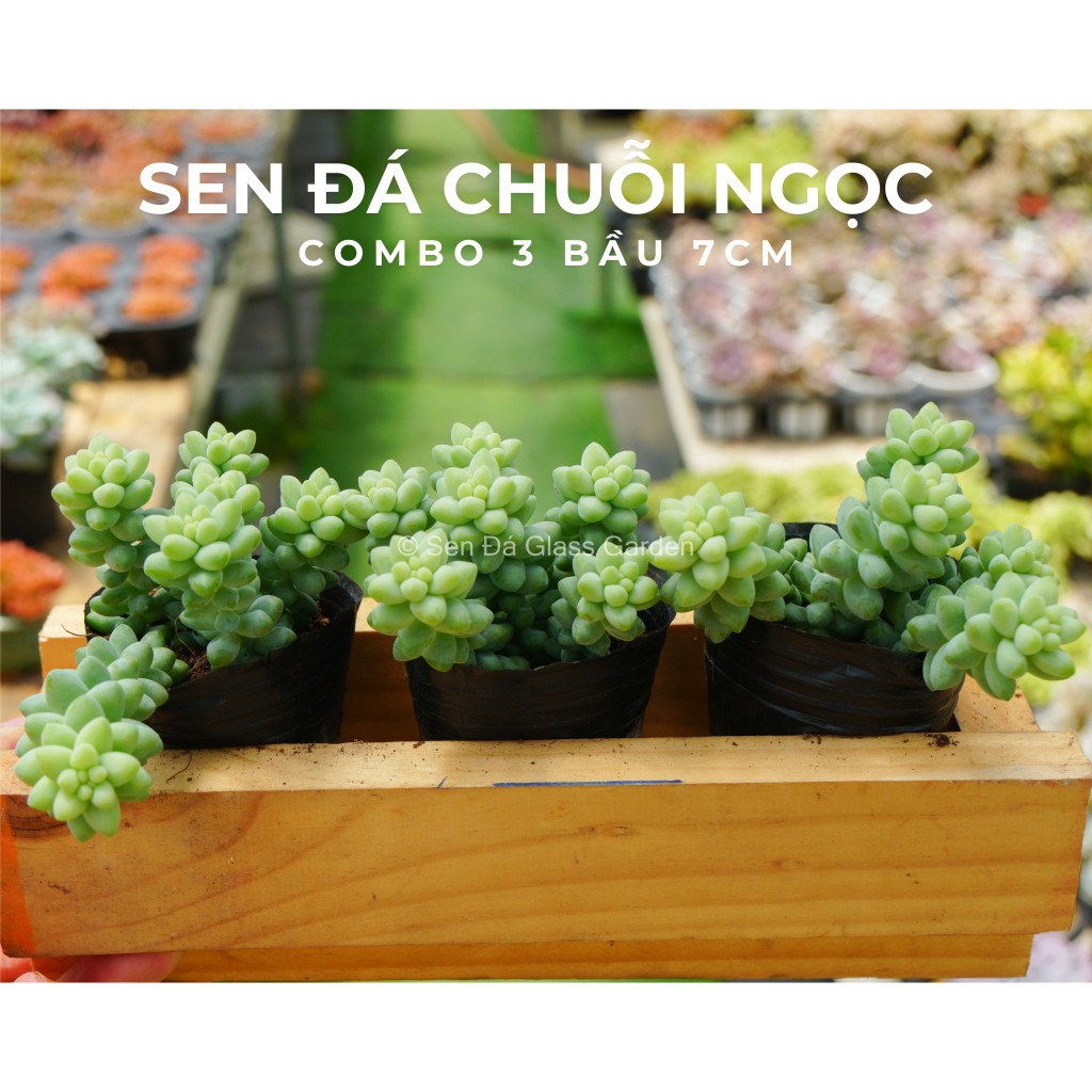 Sen đá chuỗi ngọc Combo 3 bầu nhỏ 7cm Glass Garden