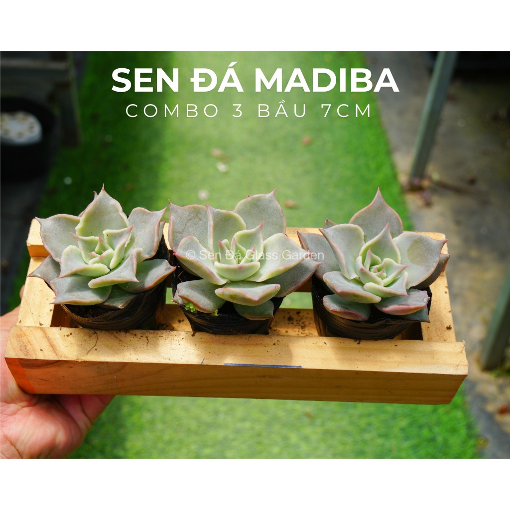 Combo 3 cây Sen đá Madiba bầu nhỏ 7cm GLASS GARDEN
