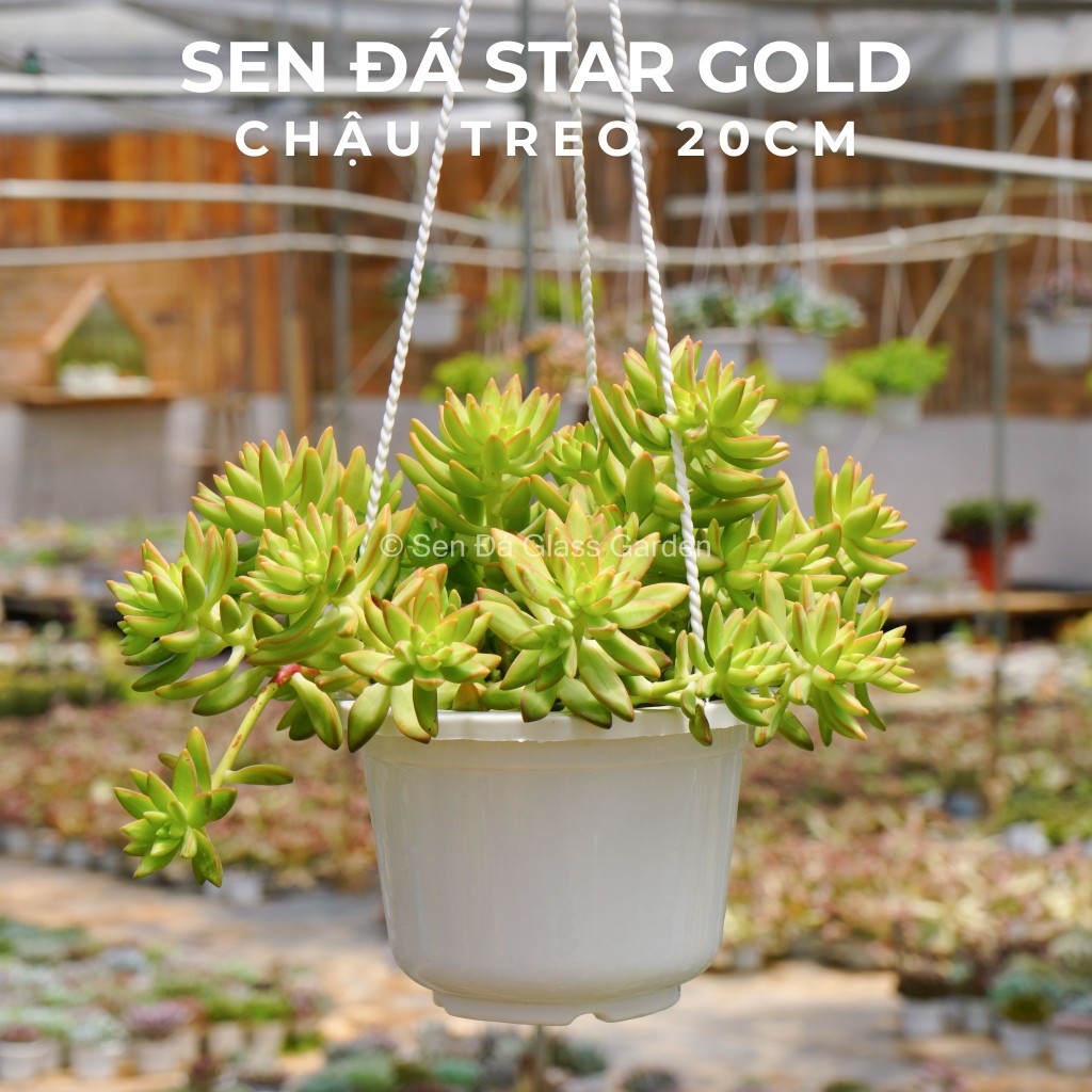 Sen đá Star Gold chậu treo 20cm nhiều đầu Glass Garden