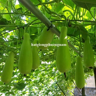 10 Hạt -  Hạt  Giống  Bầu  Xị Phương Nam