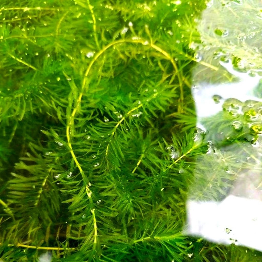 Rong đuôi chó thủy sinh - 10 cây