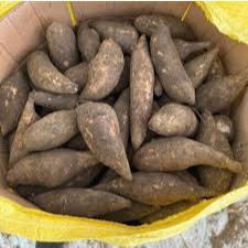  Sâm Y Tý Lào Cai Tươi Ngon  Củ Bé 4-5 Củ kg  - Khoai Sâm Đất Giòn Ngọt Mát Lành 