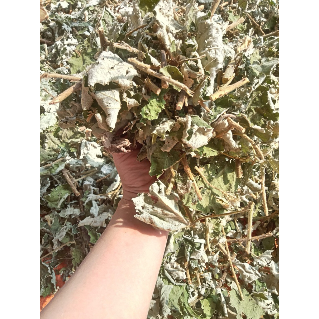 1kg cây mâm xôi rừng phơi khô, sạch sẽ