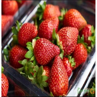 Combo 10 cây  mô vỉ dâu ÚC 🍓( loại giống rất chuộng, trái to, ít bệnh.