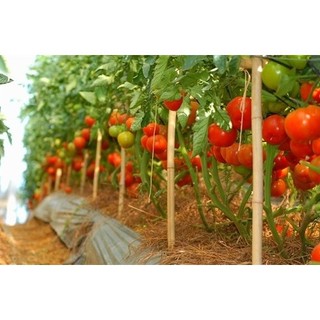 Hạt giống cà chua Trang Nông