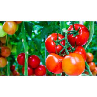 Hạt giống cà chua Trang Nông