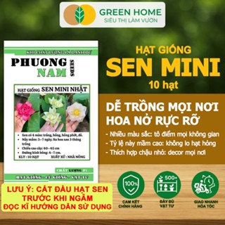 Hạt Giống Hoa Sen Mini GreenHome,  Gói 10 Hạt, Nhiều Màu, Dễ Trồng, Dễ Chăm, Nảy Mầm Tốt H01