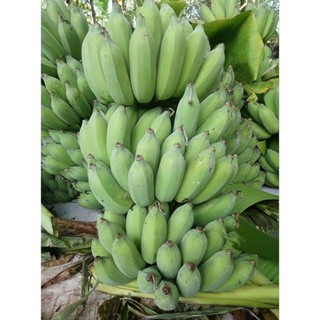 Combo 5kg  Chuối Xiêm ( chuối sứ ) tập tành bán hàng nên xin mời các cô chú anh chị mua ủng hộ ạ.