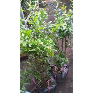 Cây giống lựu Ấn Độ.