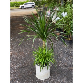 Cây Phát Tài núi 2 tầng, Phát tài núi Đài Loan. Cây nội thất, cây để sàn.