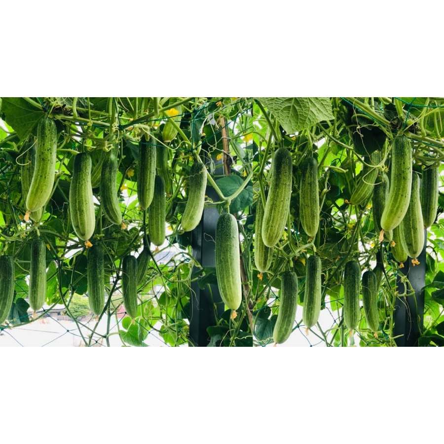 Hạt giống Dưa Leo TANU GARDEN, dưa leo dễ trồng năng suất