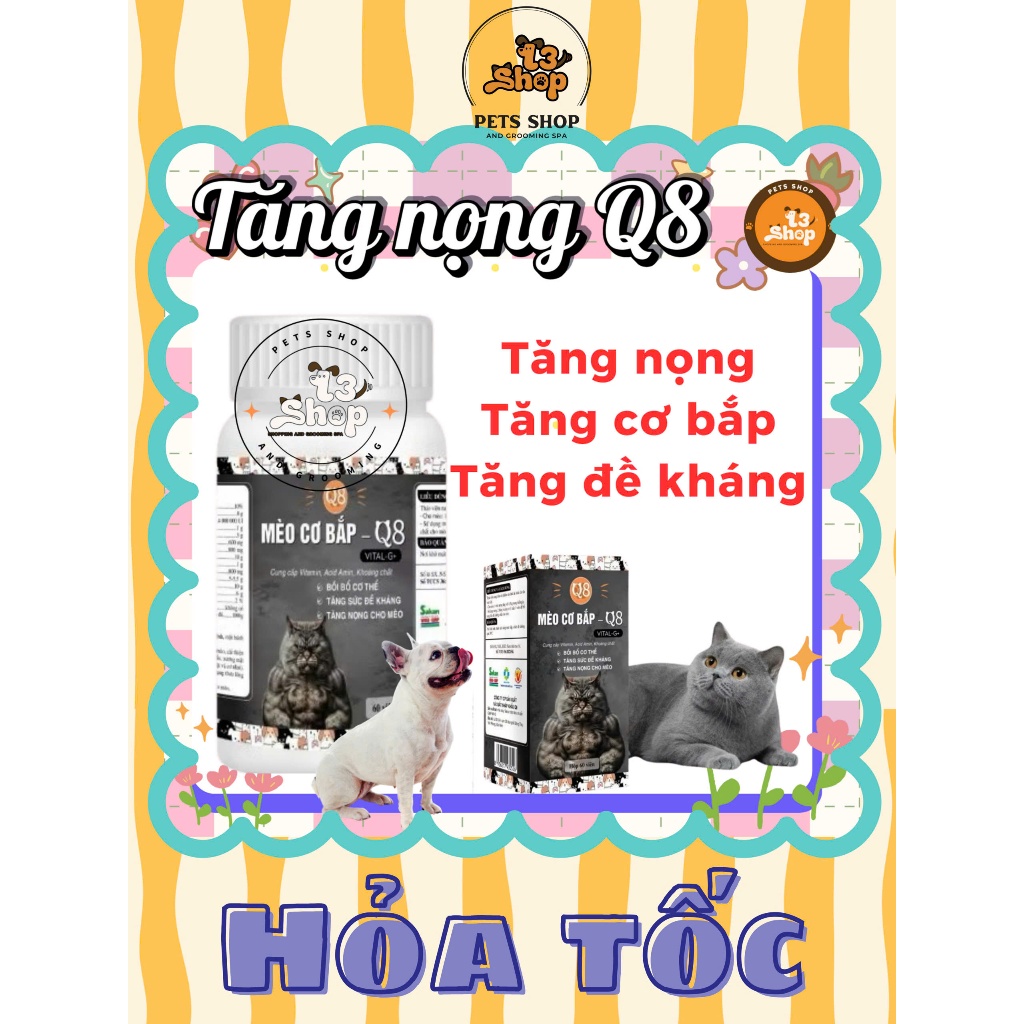 mèo cơ bắp Q8 dành cho mèo muốn lên cơ, tăng cân béo mụp ở mèo - T3 PETS SHOP