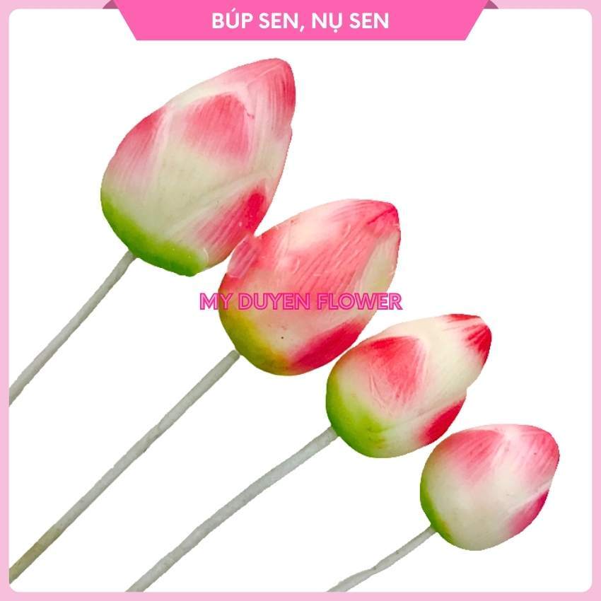 BÚP SEN MẪU MỚI