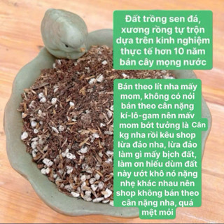  đất trồng sen đá-xương rồng chuẩn kinh nghiệm hơn 10 năm trồng cây mọng nước 