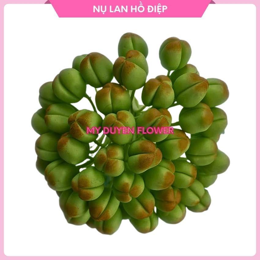 NỤ LAN HỒ ĐIỆP ( 50 NỤ), NỤ LAN ĐẤT SÉT