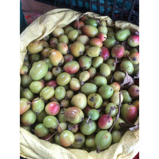 1kg quả táo mèo tươi