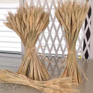 Lúa Mạch Khô Tự Nhiên Trang Trí Chụp Ảnh (Bó 10 cành, bó 50 cành).  Lúa Gạo Decor Trang Trí Nhà Cửa