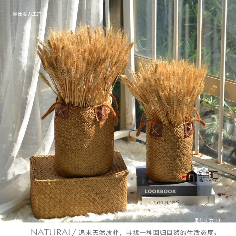Lúa Mạch Khô Tự Nhiên Trang Trí Chụp Ảnh (Bó 10 cành, bó 50 cành).  Lúa Gạo Decor Trang Trí Nhà Cửa