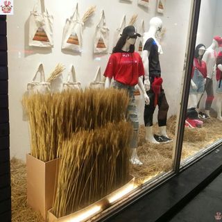 Lúa Mạch Khô Tự Nhiên Trang Trí Chụp Ảnh (Bó 10 cành, bó 50 cành).  Lúa Gạo Decor Trang Trí Nhà Cửa