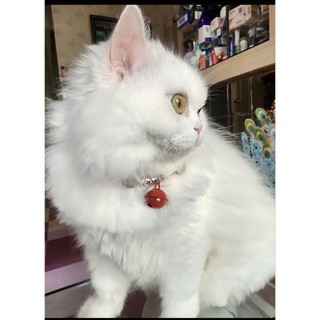 Vòng cổ cho mèo,chó có chuông