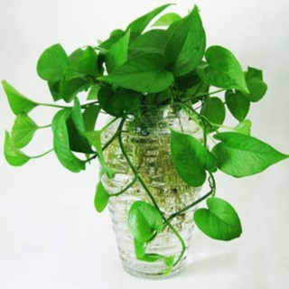 Chậu Trầu Bà trồng thủy sinh kèm chậu tặng 1 cá
