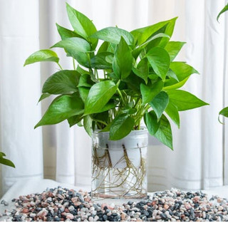 Chậu Trầu Bà trồng thủy sinh kèm chậu tặng 1 cá