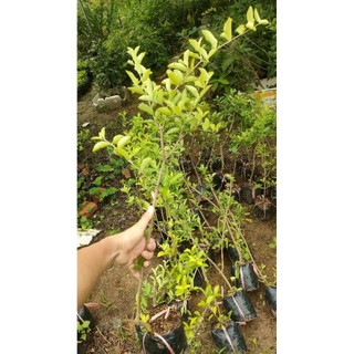 Chậu cây giống sơ ri ( cao 60-80cm )