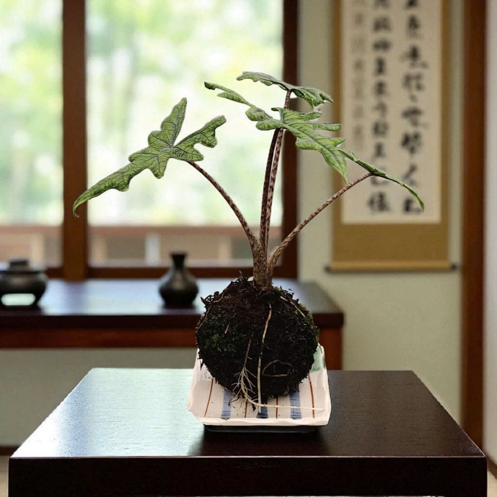 Alocasia Jacklyn Kokedama Cây Cảnh Trang Trí Lá Xẻ Gân Xanh Độc Đáo Tự Nhiên Tô Điểm Không Gian Sống