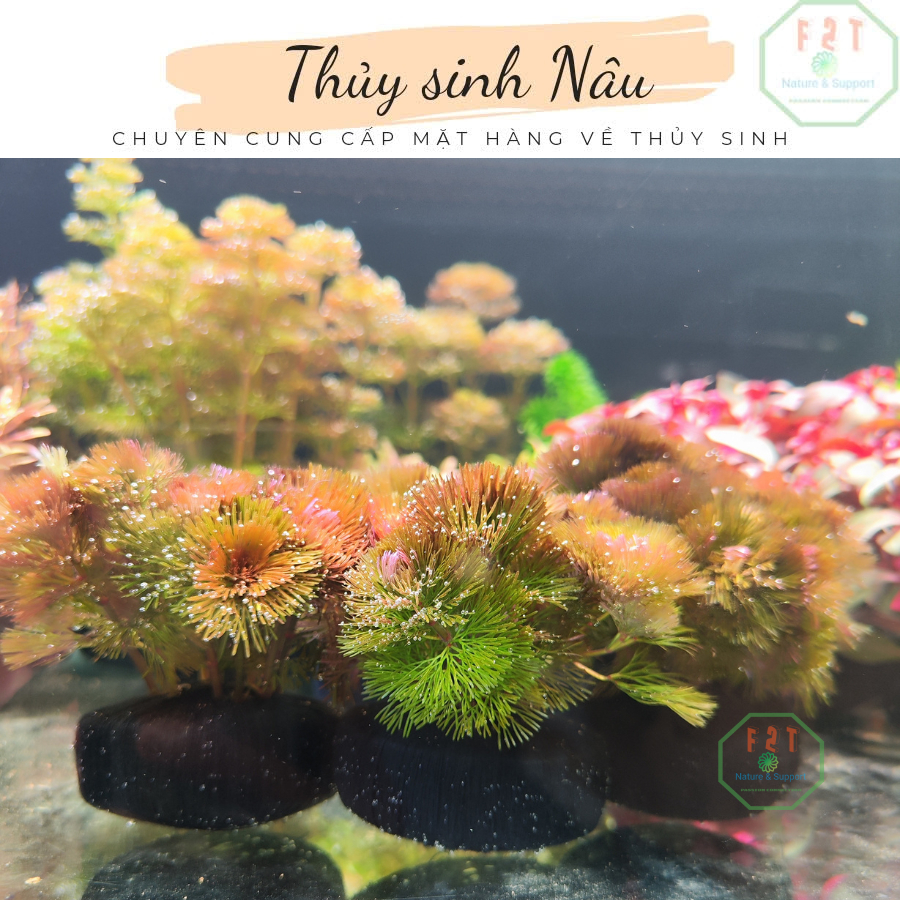 Cây Thủy Sinh La Hán Đỏ Gắn Sẵn Giá Thể Lọc Nước, Trang Trí Hồ Cá thuysinhnau CGT06