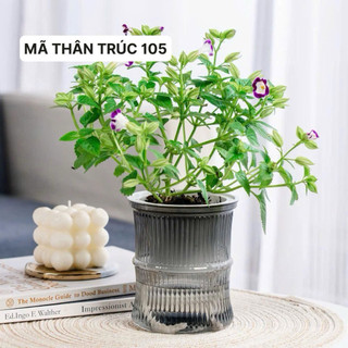 💥RẺ VÀ ĐẸP !!☄️COMBO 2 Chậu thuỷ sinh tự tưới, chậu trồng cây và hoa, trang trí bàn làm việc, phòng khách kt 11x13cm