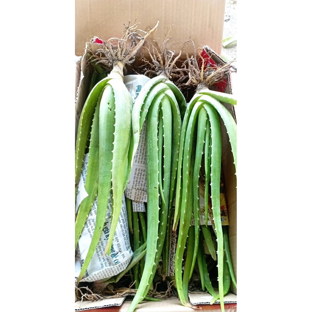 COMBO 3.5 Cây Nha Đam Giống Mỹ , Nha Đam Giống Thái Bẹ To Cây trồng sau 1 Tháng Thu Hoạch