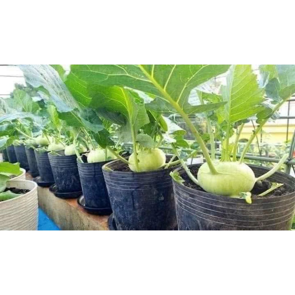 HẠT GIỐNG SU HÀO XANH, SU HÀO HÀNG NHẬP KHẨU HÀN