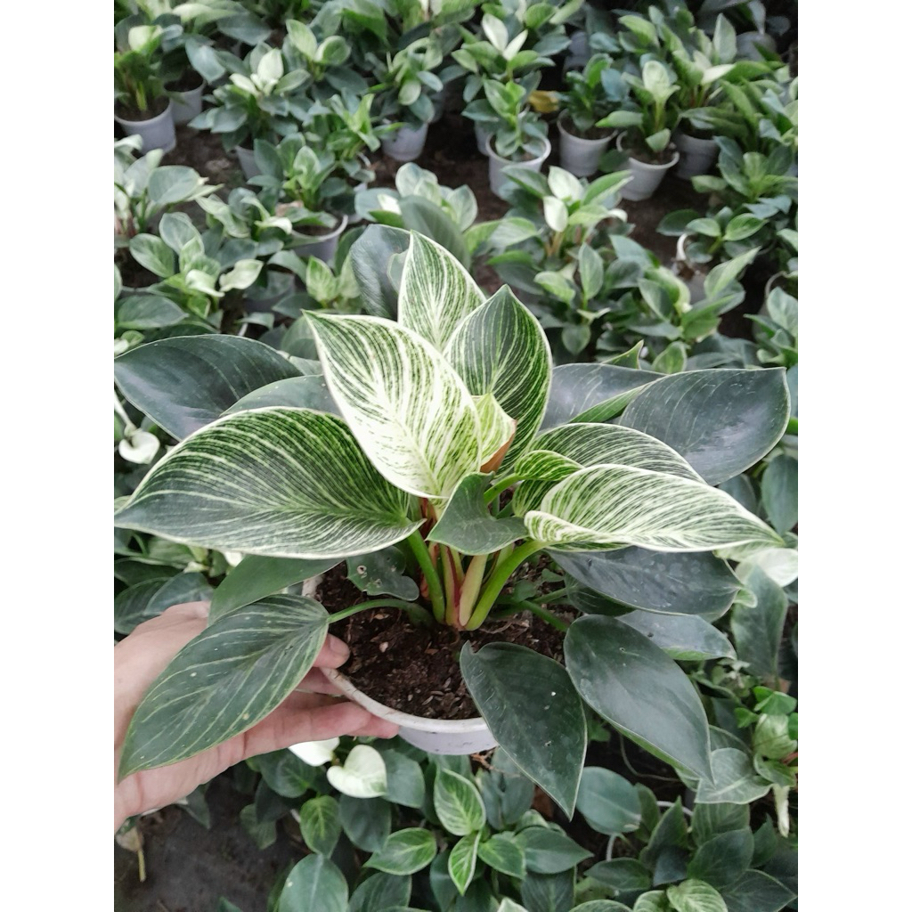 [FLv] Cây Trầu bà Kim Cương - Philodendron Birkin