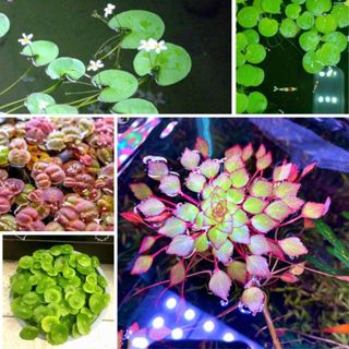  Bèo thủy sinh - cây thủy sinh nổi mặt nước - cây trồng thủy sinh ngoi lên mặt nước 