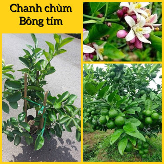 Cây giống chanh chùm bông tím (cao từ 40cm)