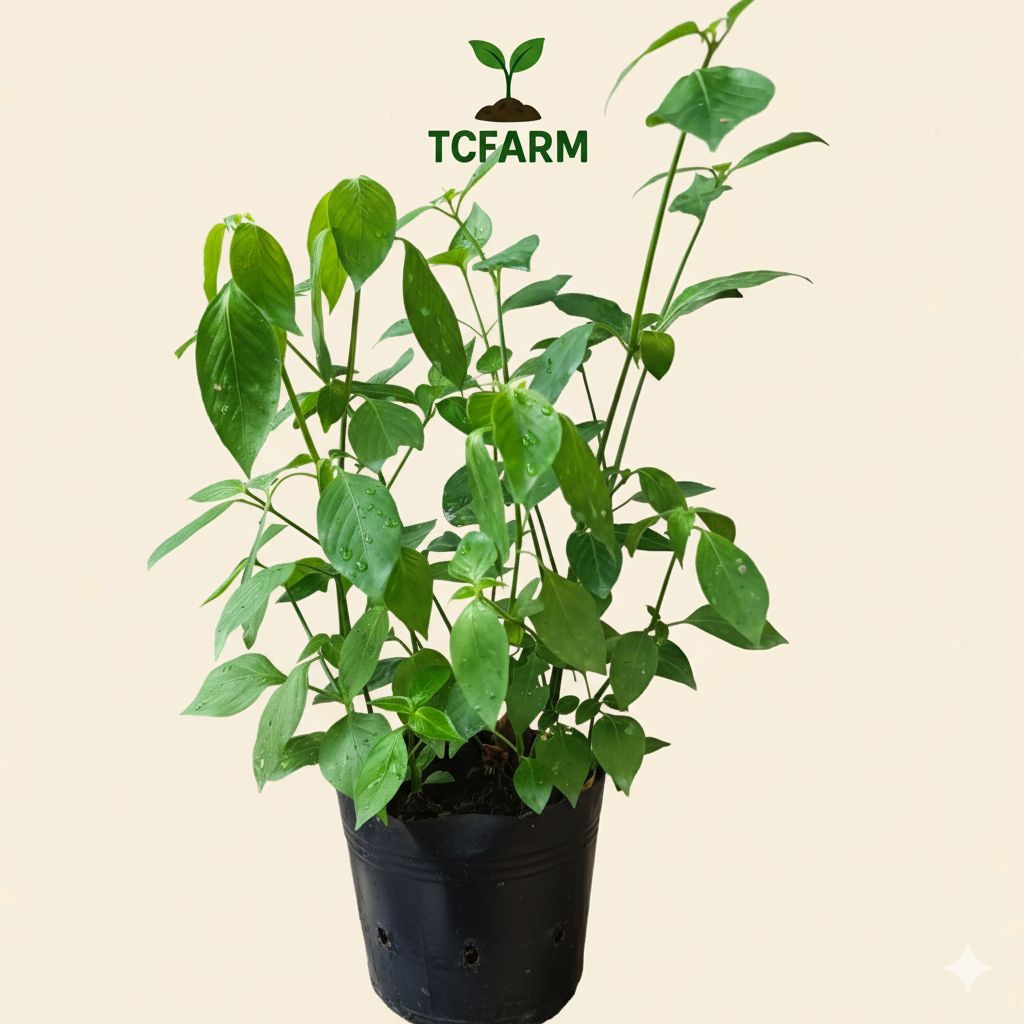 TCFARM chậu C7 cây lá cẩm thái