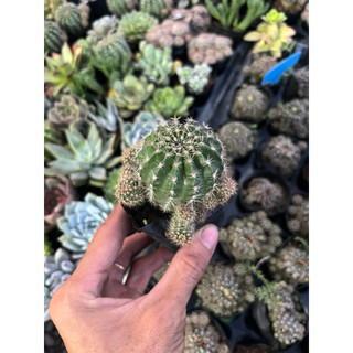 Xương rồng echino