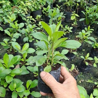 Cây giống cải tr.ời/Hạt giống (MUA 2 TẶNG 1)