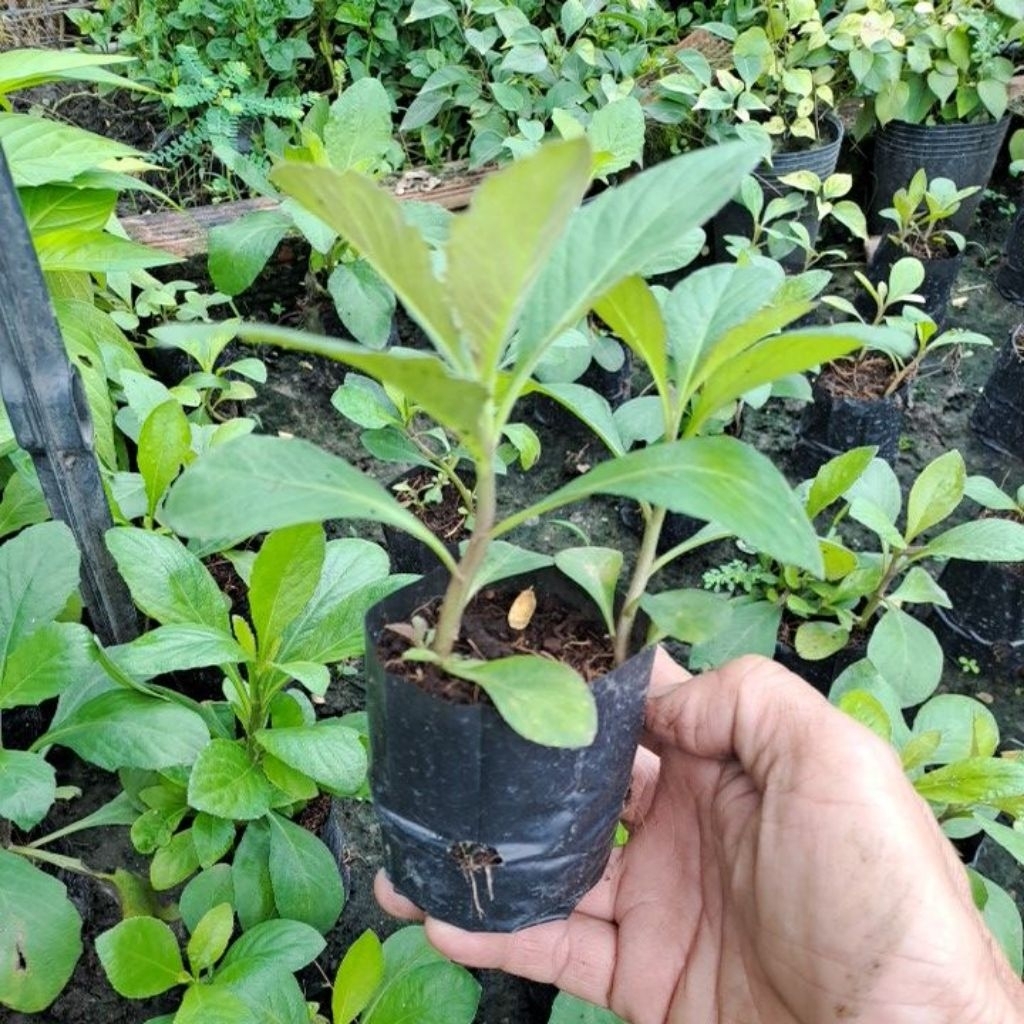 Cây giống cải tr.ời/Hạt giống (MUA 2 TẶNG 1)