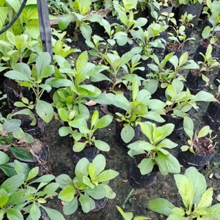 Cây giống cải tr.ời/Hạt giống (MUA 2 TẶNG 1)