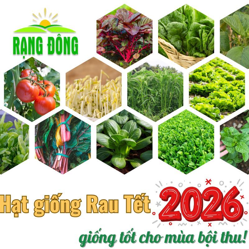 Hạt giống Rau Củ Quả VỤ TẾT 2026 Năng Suất Cao, Nảy Mầm Tốt, Trồng Chậu, Vườn- Hạt giống Rạng Đông