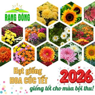  Hạt giống Hoa Cúc VỤ TẾT 2026 nhiều loại nhiều màu thích hợp trồng chậu hoặc sân vườn - Hạt giống Rạng Đông 