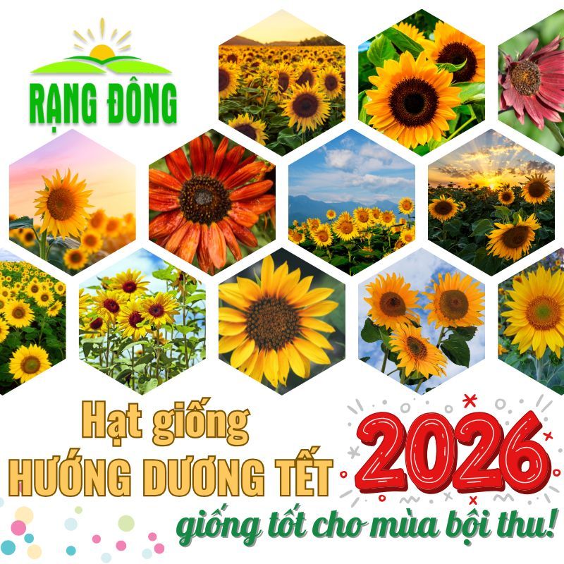 Hạt giống Hoa Hướng Dương VỤ TẾT 2026 nảy mầm tốt, thích hợp trồng chậu, sân vườn - Hạt giống Rạng Đông