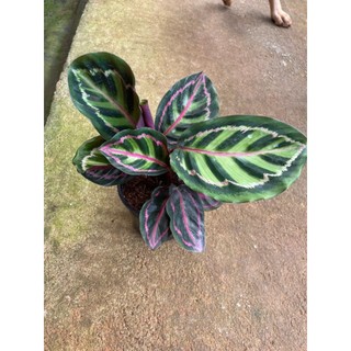 chậu Đuôi công xanh rằn neon