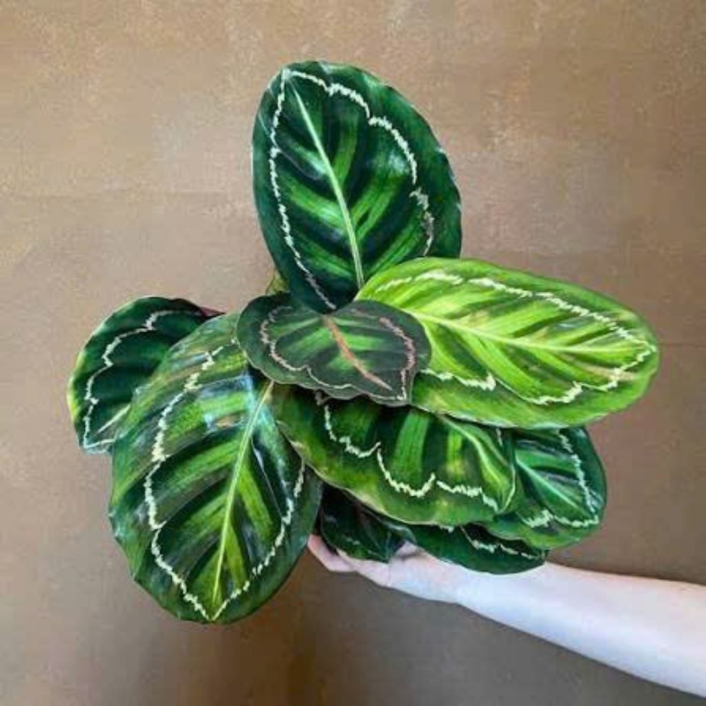 chậu Đuôi công xanh rằn neon