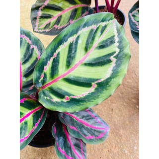 chậu Đuôi công xanh rằn neon