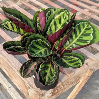 chậu Đuôi công xanh rằn neon