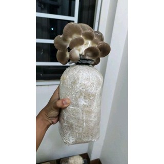  Phôi Nấm Bào Ngư Xám dễ trồng tặng hướng dẫn 